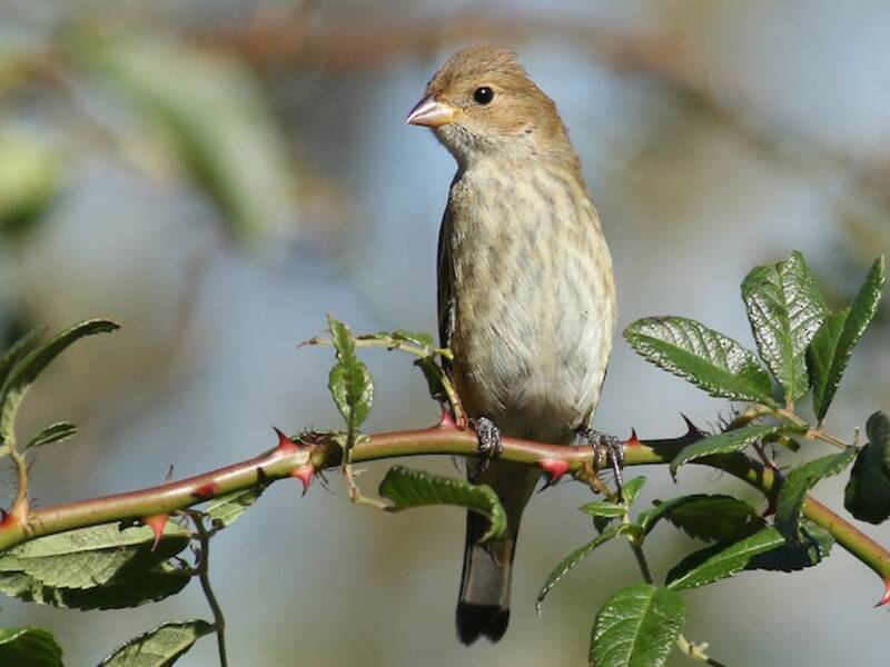 Indigo Bunting, Photos 4