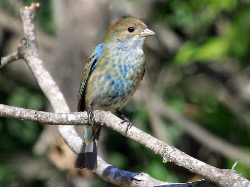 Indigo Bunting, Photos 2