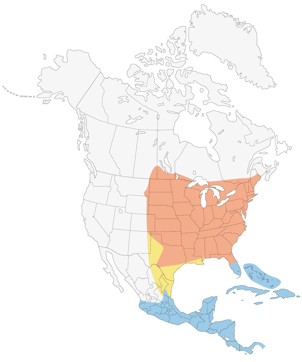 Indigo Bunting, Distribution 1