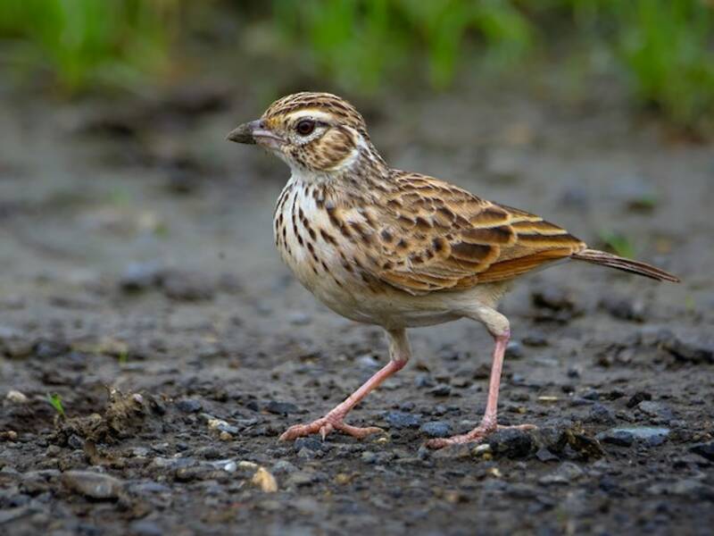 Indian Bushlark, 照片 4