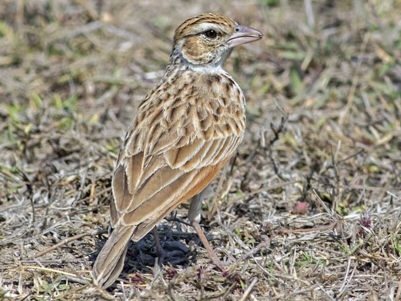 Indian Bushlark, 照片 3