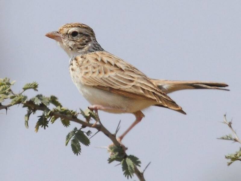 Indian Bushlark, 照片 2