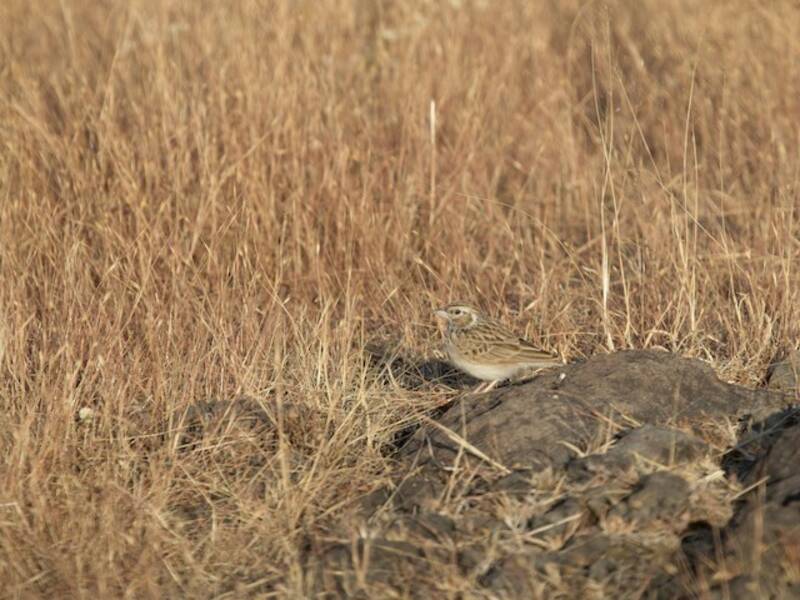Indian Bushlark