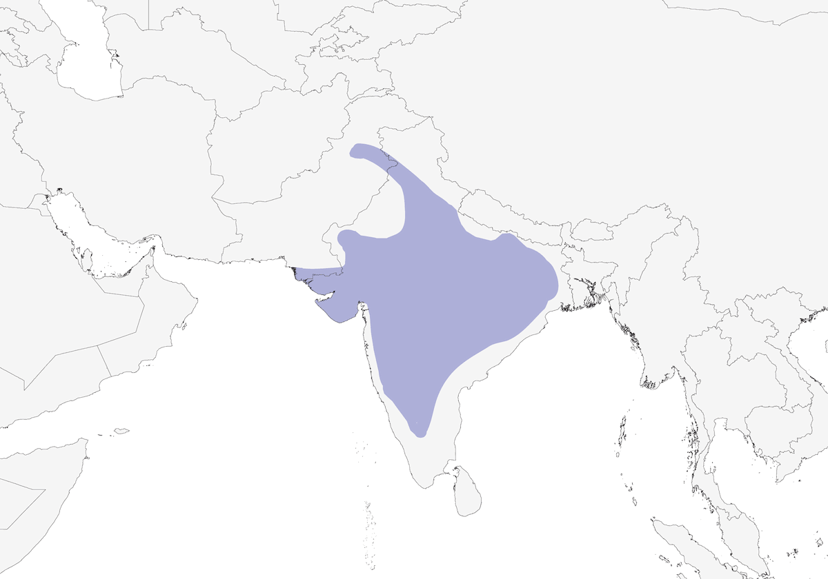 Indian Bushlark, 分布 1