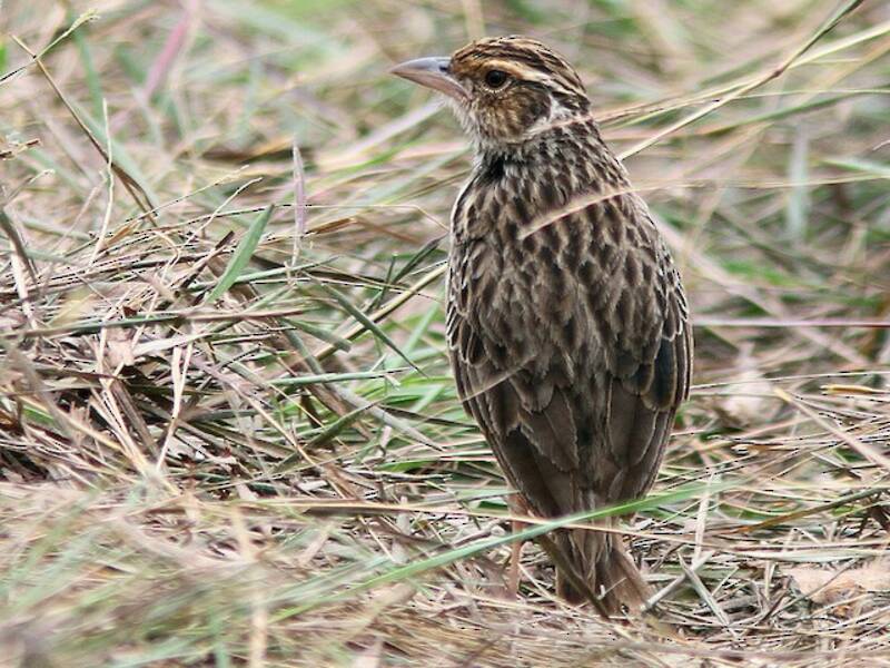 Indochinese Bushlark, 照片 4