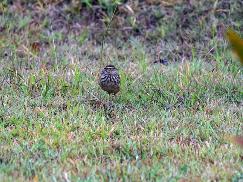 Indochinese Bushlark, 照片 2