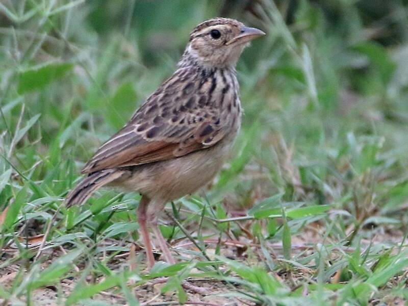 Indochinese Bushlark, 照片 3