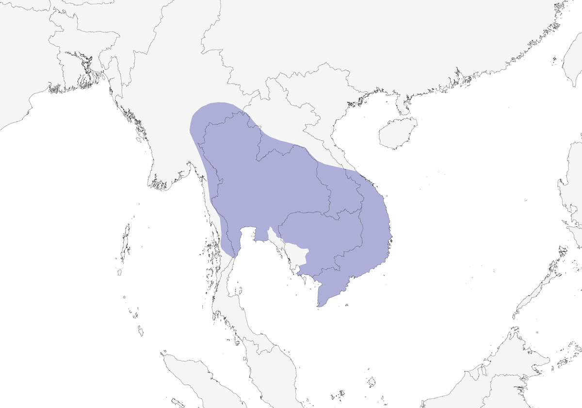 Indochinese Bushlark, 分布 1