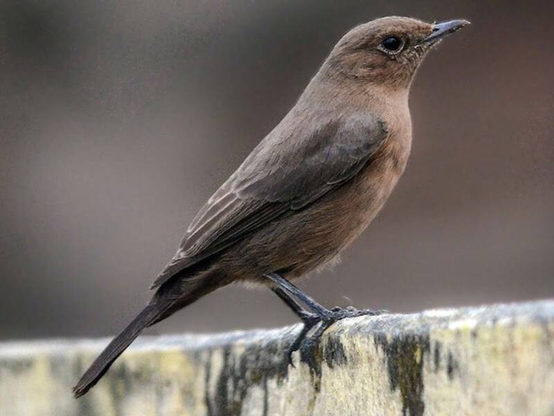 Brown Rock Chat, Photos 4