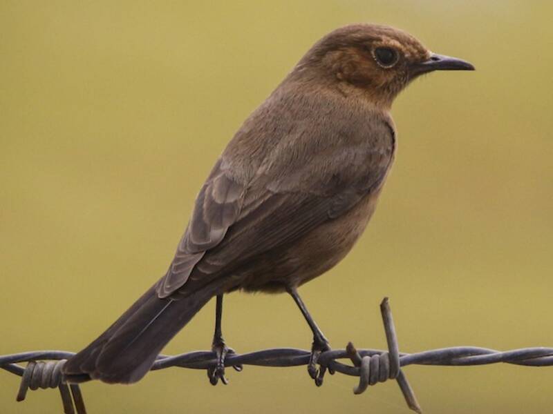 Brown Rock Chat, Photos 3