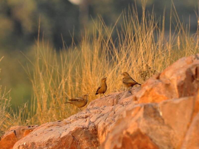 Brown Rock Chat, Photos 2