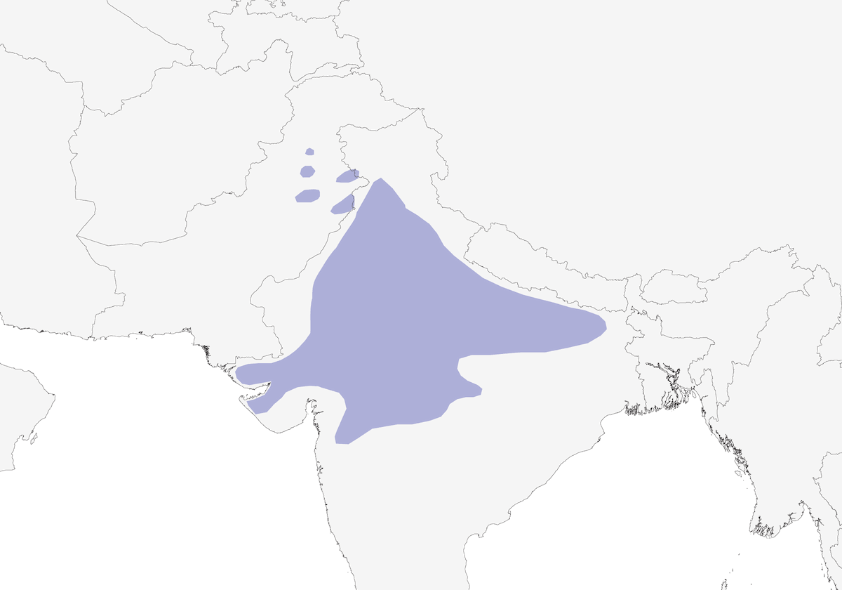 Brown Rock Chat, Distribution 1