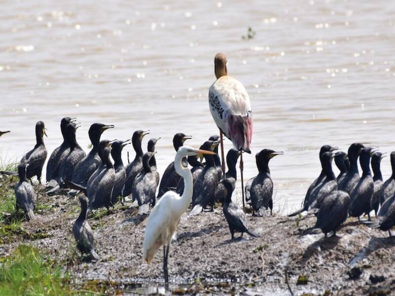 Cormorano indiano