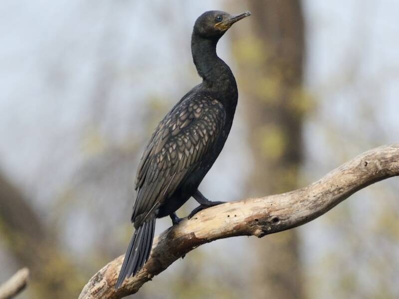 Cormorán Indio, Fotos 3