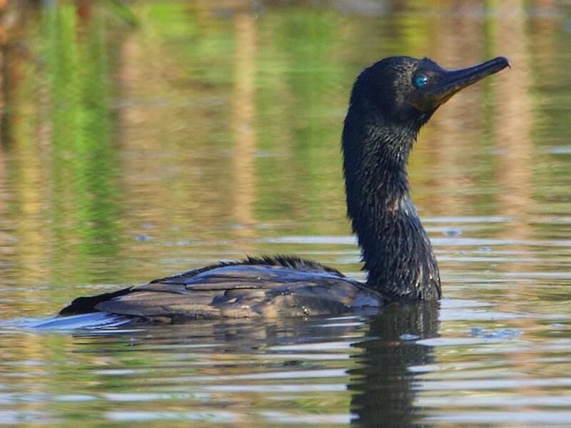 Cormorán Indio, Fotos 2