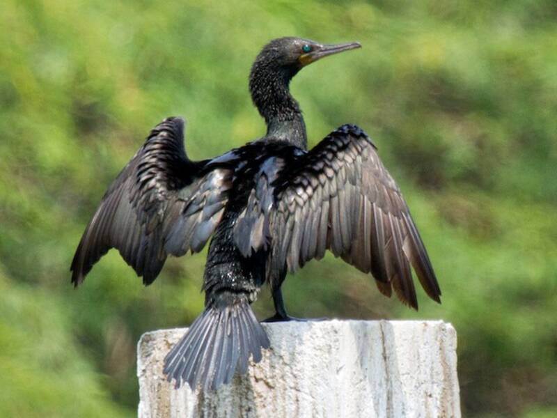 Cormorán Indio, Fotos 4