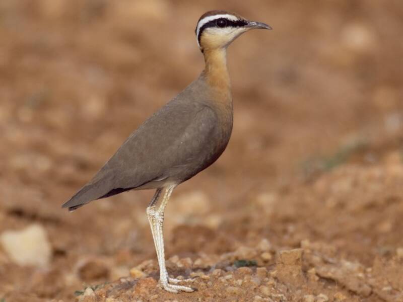 Indian Courser, 照片 3