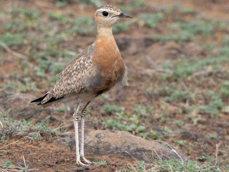 Indian Courser, 照片 2