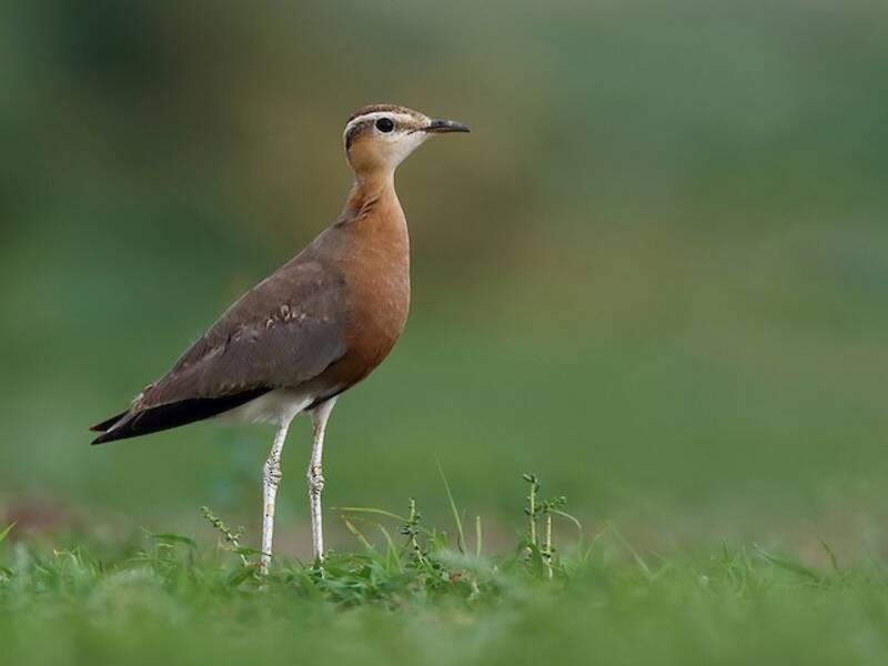 Indian Courser