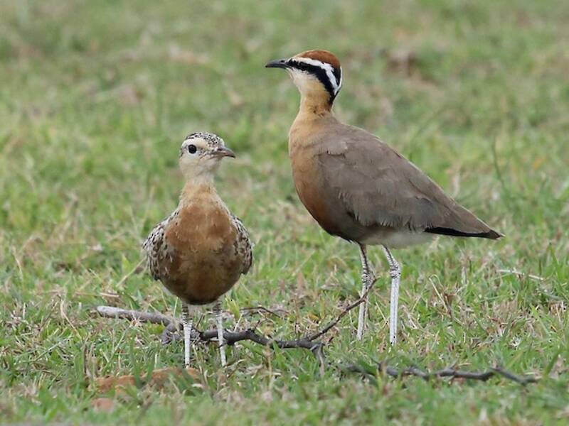 Indian Courser, 照片 4