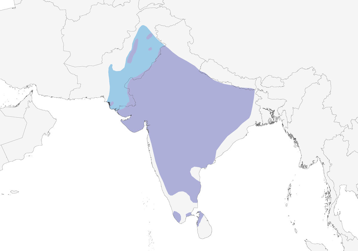 Indian Courser, 分布 1