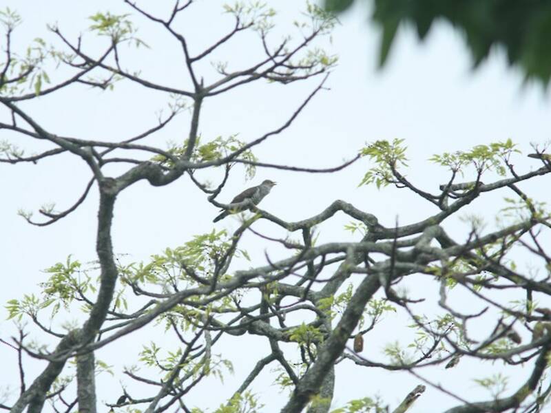 Indian Cuckoo, Photos 2