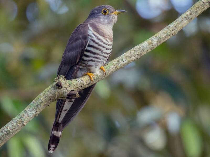 Indian Cuckoo, Photos 3