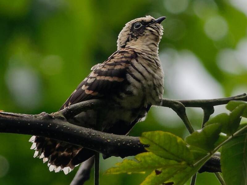 Indian Cuckoo, Photos 4
