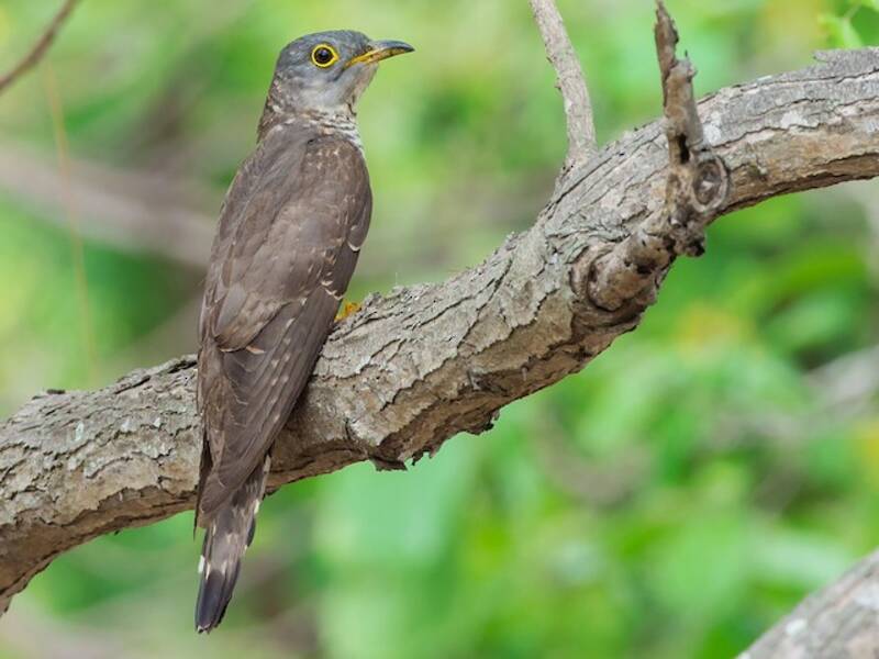Indian Cuckoo