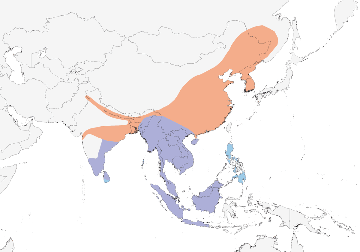 Indian Cuckoo, Distribution 1