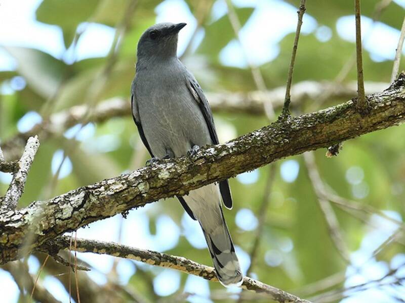 Indochinese Cuckooshrike, Photos 4