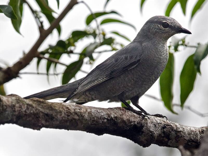 Indochinese Cuckooshrike, Photos 2