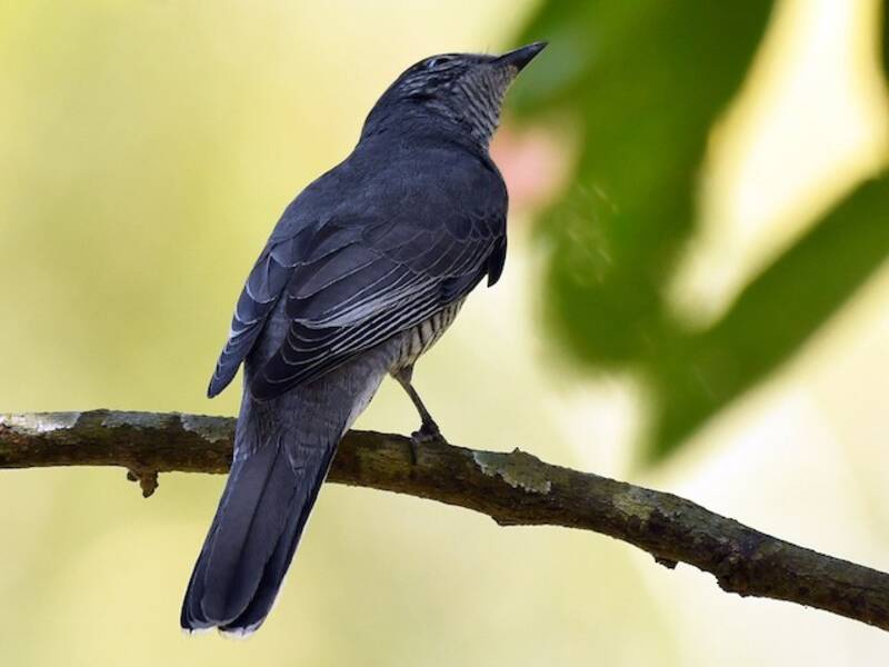 Indochinese Cuckooshrike, Photos 3