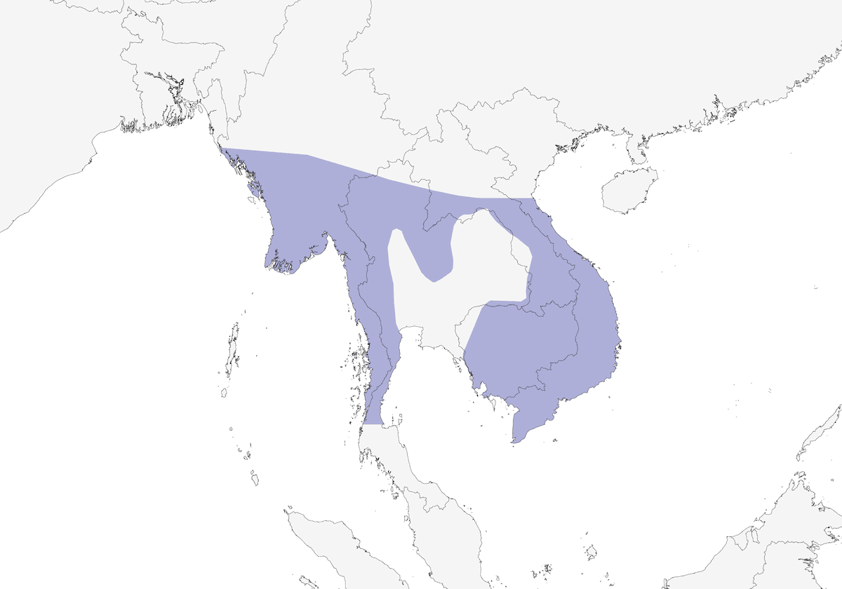 Indochinese Cuckooshrike, Distribution 1