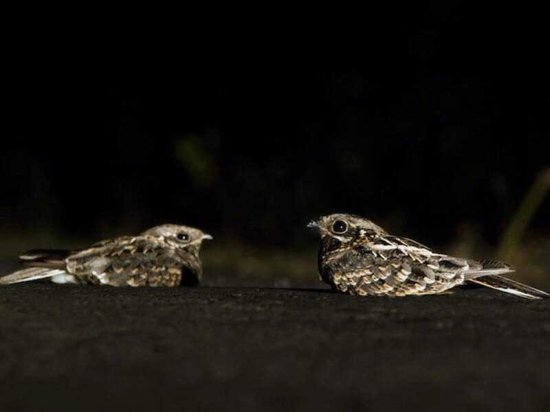 Indian Nightjar, Photos 2