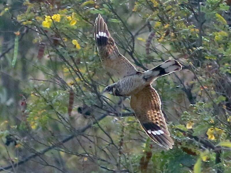 Indian Nightjar