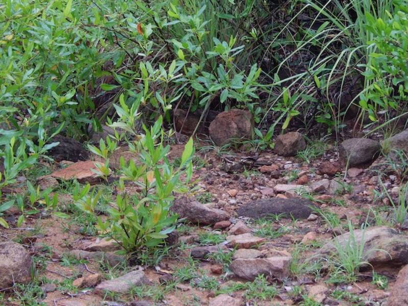 Indian Nightjar, Photos 4
