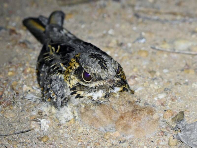 Indian Nightjar, Photos 3