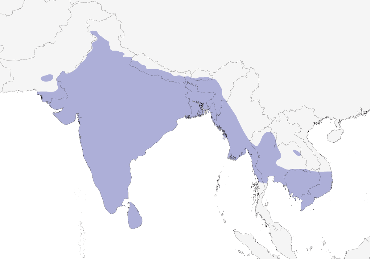 Indian Nightjar, Distribution 1