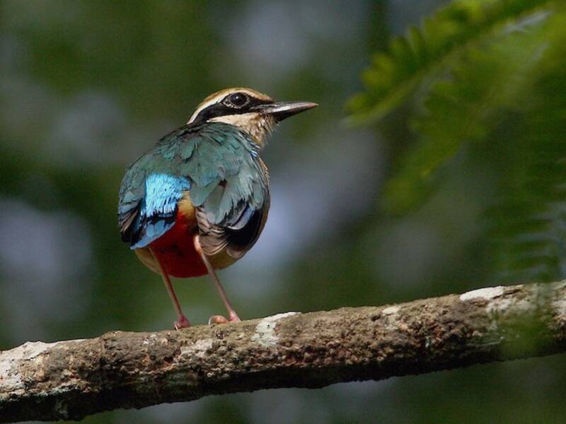Bengalenpitta