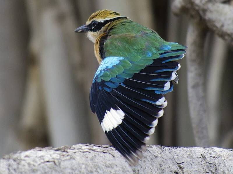 Bengalenpitta, Fotos 2