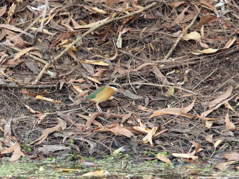 Bengalenpitta, Fotos 4