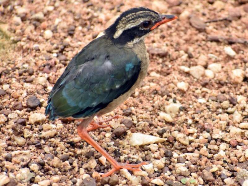 Bengalenpitta, Fotos 3