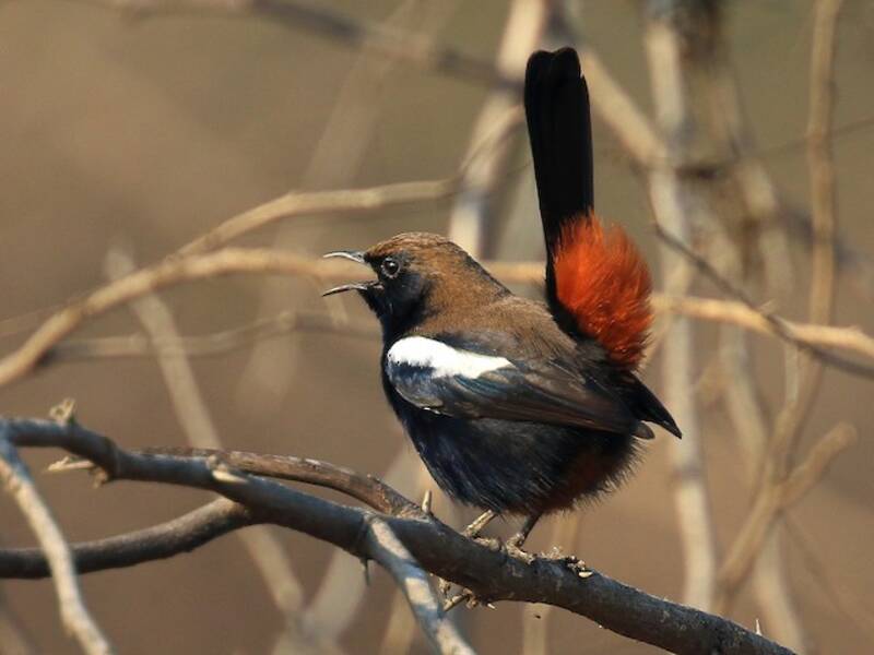Indian Robin