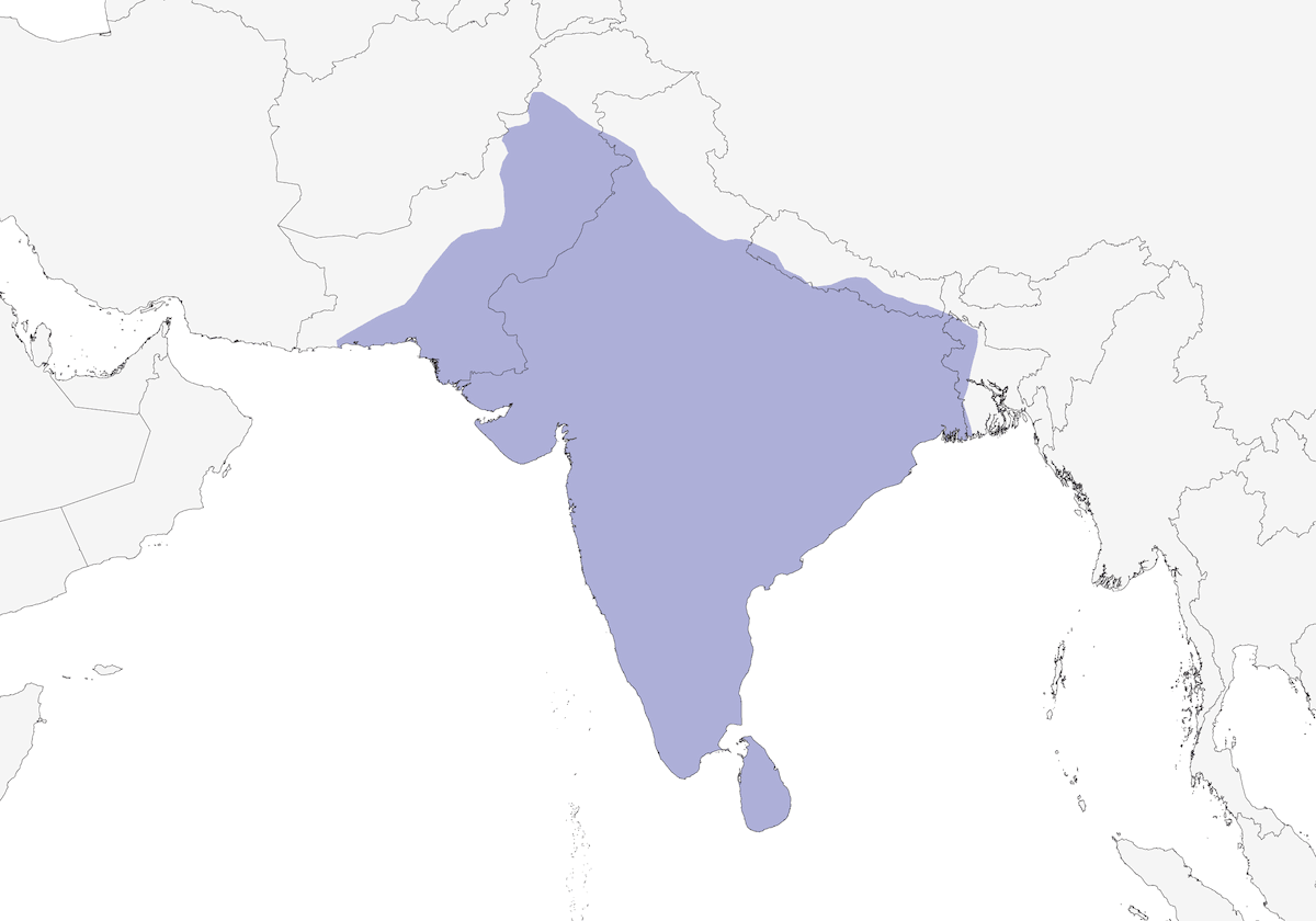 Rougegorge indien, Distribution 1