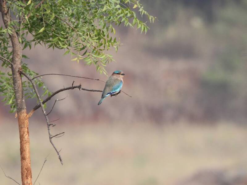 Indian Roller (Coracias benghalensis)