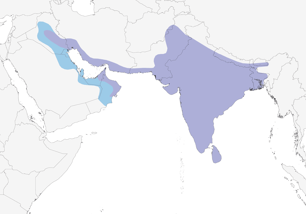 Ghiandaia indiana, Distribuzione 1