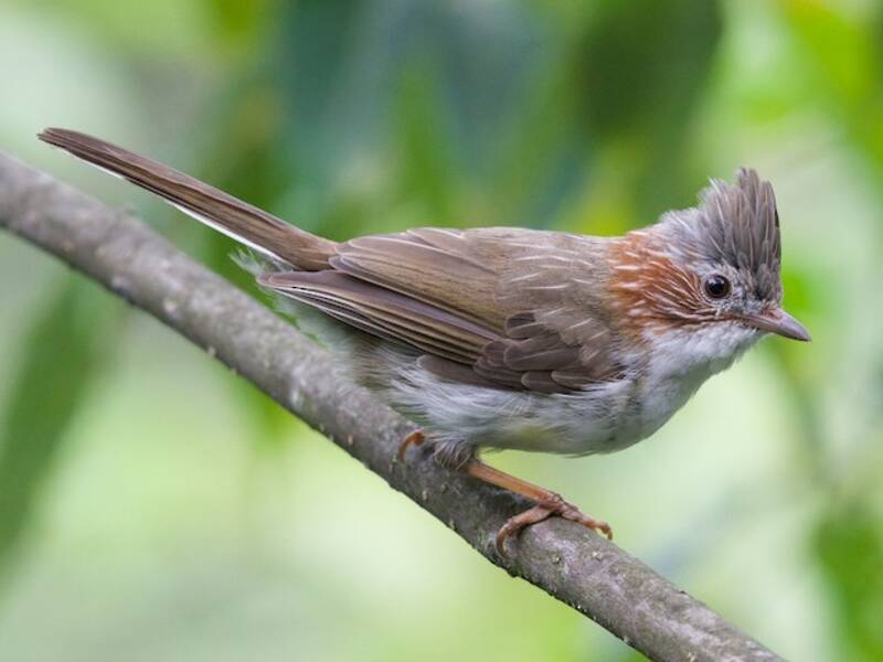 Indochinese Yuhina, Photos 4