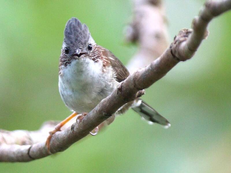 Indochinese Yuhina, Photos 3