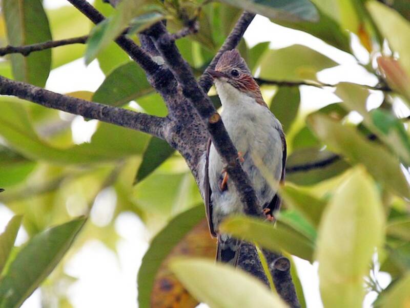 Indochinese Yuhina, Photos 2